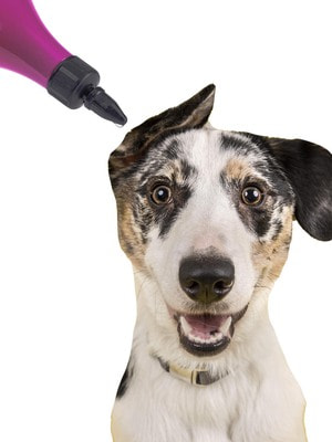 Гигиенические средства Iv San Bernard ISB Traditional Line Clean Ear Лосьон для чистки ушей 250 мл (вид 14) Гигиенические средства Iv San Bernard ISB Traditional Line Clean Ear Лосьон для чистки ушей 250 мл (фото, вид 14)