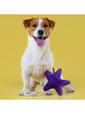 Для совместной игры Mr.Kranch Игрушка Mr.Kranch для собак мелких и средних пород Звездочка с канатом и пищалкой 26х16х5см, фиолетовая (вид 6) Для совместной игры Mr.Kranch Игрушка Mr.Kranch для собак мелких и средних пород Звездочка с канатом и пищалкой 26х16х5см, фиолетовая (фото, вид 6)