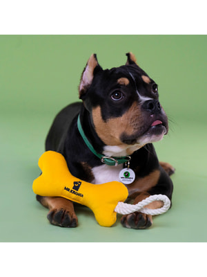 Для совместной игры Mr.Kranch Игрушка Mr.Kranch для собак мелких и средних пород Косточка с канатом 31х9х4см, желтая (вид 11) Для совместной игры Mr.Kranch Игрушка Mr.Kranch для собак мелких и средних пород Косточка с канатом 31х9х4см, желтая (фото, вид 11)