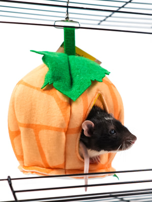 , ,  Bambini Pets    Bambini Pets ""     18*18*15  (,  6)