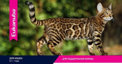 Влажные корма, консервы Eukanuba Влажный корм Eukanubaдля взрослых кошек из кролика в соусе, 24 шт по 85 г (вид 4) Влажные корма, консервы Eukanuba Влажный корм Eukanubaдля взрослых кошек из кролика в соусе, 24 шт по 85 г (фото, вид 4)