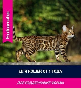 Влажные корма, консервы Eukanuba Влажный корм Eukanubaдля взрослых кошек из кролика в соусе, 24 шт по 85 г (вид 7) Влажные корма, консервы Eukanuba Влажный корм Eukanubaдля взрослых кошек из кролика в соусе, 24 шт по 85 г (фото, вид 7)