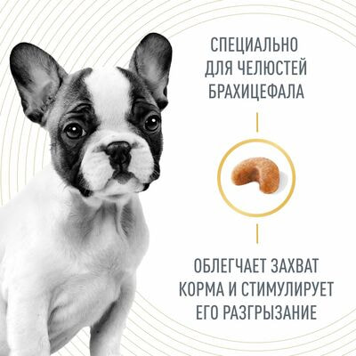 Сухие корма Royal Canin Корм сухой для щенков породы Французский бульдог до 12 месяцев Royal Canin French Bulldog Puppy, 3 кг (вид 2) Сухие корма Royal Canin Корм сухой для щенков породы Французский бульдог до 12 месяцев Royal Canin French Bulldog Puppy, 3 кг (фото, вид 2)