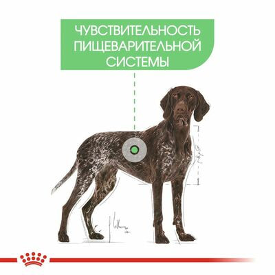 Сухие корма Royal Canin Корм для собак больших размеров с чувствительным пищеварением Royal Canin Корм Mini Digestive Care сухой, 3 кг (вид 3) Сухие корма Royal Canin Корм для собак больших размеров с чувствительным пищеварением Royal Canin Корм Mini Digestive Care сухой, 3 кг (фото, вид 3)