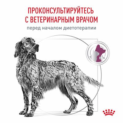 Сухие корма Royal Canin Royal Canin Renal RF 14 Canine Корм сухой диетический для взрослых собак для поддержания функции почек, 2 кг (вид 2) Сухие корма Royal Canin Royal Canin Renal RF 14 Canine Корм сухой диетический для взрослых собак для поддержания функции почек, 2 кг (фото, вид 2)