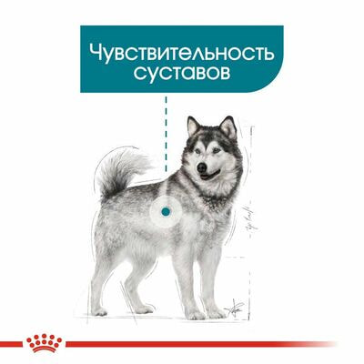 Сухие корма Royal Canin Корм сухой для взрослых собак крупных размеров Royal Canin Maxi Joint Care с повышенной чувствительностью суставов, 10 кг (вид 4) Сухие корма Royal Canin Корм сухой для взрослых собак крупных размеров Royal Canin Maxi Joint Care с повышенной чувствительностью суставов, 10 кг (фото, вид 4)