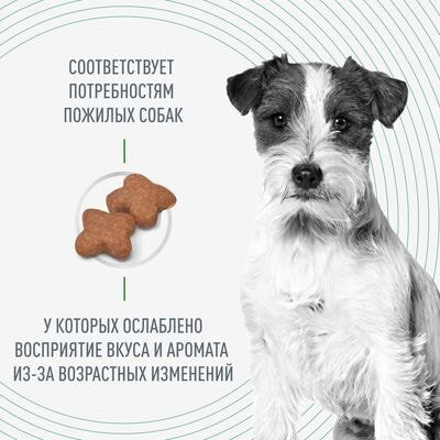 Сухие корма Royal Canin Royal Canin Mini Adult 8+ для взрослых собак мелких размеров (до 10 ) старше 8 лет, 2 кг (вид 2) Сухие корма Royal Canin Royal Canin Mini Adult 8+ для взрослых собак мелких размеров (до 10 ) старше 8 лет, 2 кг (фото, вид 2)